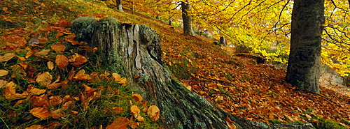 Beech woodland in autumn, Kent, England, UK, Europe