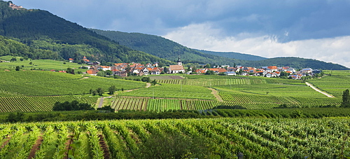 Village in the vineyards, Pfalz area, Rhineland-Palatinate, Germany, Europe