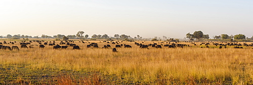 Herd of African buffalo (Cape Buffalo) (Syncerus caffer), Bushman Plains, Okavango Delta, Botswana, Africa