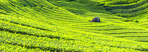 BOH Sungai Palas tea plantation, Cameron Highlands, Pahang, Malaysia