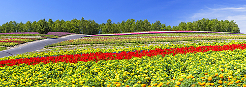 Panoramic Flower Gardens Shikisai-no-oka, Biei, Hokkaido, Japan