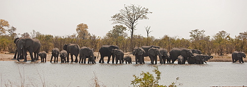 Elephants (Loxodonta africana), Chobe National Park, Botswana, Africa