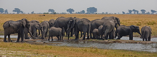 Elephants (Loxodonta africana), Chobe National Park, Botswana, Africa