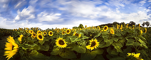 Sunflower field, Brandenburg, Germany, Europe