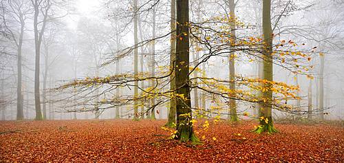 Beeches forest (fagus) with last yellow leaves in autumn, bare trees and fog, Kellerwald-Edersee National Park, Hesse, Germany, Europe