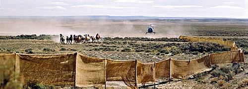 Cowboys drive a herd of horses by helicopter, Wyoming, USA, North America