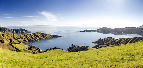 Meadows and rocky coast, Strait French Pass, Marlborough, New Zealand, Oceania