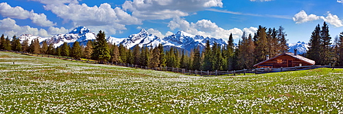 Maiensaess with flowering crocuses, behind them the snow-covered mountains Piz Ela, Corn da Tinizong, Piz Mitgel, Davos, Canton Graubuenden, Switzerland, Europe