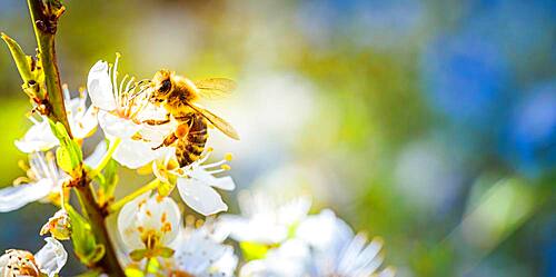 Close-up of a honey bee collecting nectar and pollen on the white flowers of a cherry tree, Austria, Europe