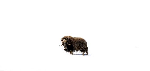 Musk ox (Ovibos moschatus) in the snow, Dovrefjell Sunndalsfjella National Park, Norway, Europe