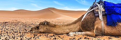 Merzouga in the Sahara Desert in Morocco. Afica. Web banner in panoramic view