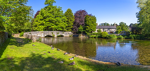 Ducks on the bank of River Wye, Ashford in the Water, Derbyshire Dales, Derbyshire, England, United Kingdom, Europe