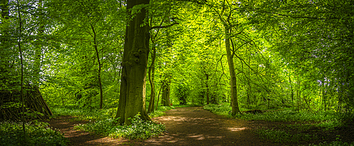 View of sun rays through dense woodland, St. Catherine's Wood, Hardwick Park, Derbyshire, England, United Kingdom, Europe