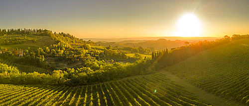 Elevated view of vineyards near San Gimignano at sunrise, San Gimignano, Tuscany, Italy, Europe