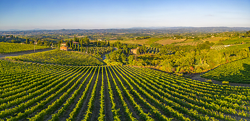 Elevated view of vineyards near San Gimignano at sunrise, San Gimignano, Tuscany, Italy, Europe