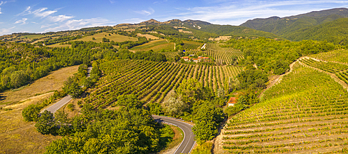 Elevated view of vineyards near Borello, Emilia Romagna, Italy, Europe