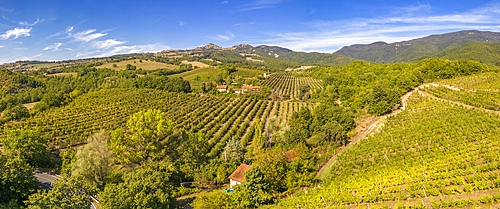 Elevated view of vineyards near Borello, Emilia Romagna, Italy, Europe