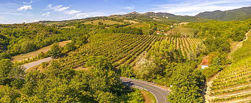 Elevated view of vineyards near Borello, Emilia Romagna, Italy, Europe