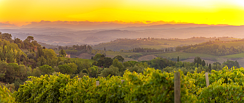 View of vineyards and landscape at sunrise near San Gimignano, San Gimignano, Province of Siena, Tuscany, Italy, Europe