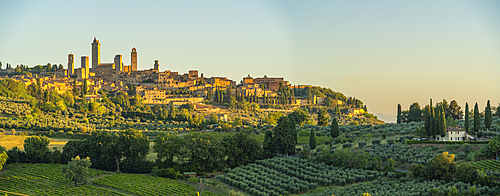 View of vineyards and San Gimignano at sunrise, San Gimignano, Province of Siena, Tuscany, Italy, Europe