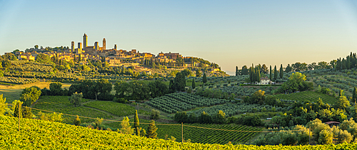 View of vineyards and San Gimignano at sunrise, San Gimignano, Province of Siena, Tuscany, Italy, Europe