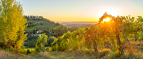 View of vineyards and landscape at sunrise near San Gimignano, San Gimignano, Province of Siena, Tuscany, Italy, Europe