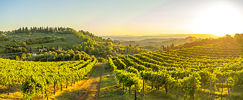 View of vineyards and landscape at sunrise near San Gimignano, San Gimignano, Province of Siena, Tuscany, Italy, Europe