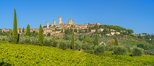 View of vineyards and San Gimignano, San Gimignano, Province of Siena, Tuscany, Italy, Europe