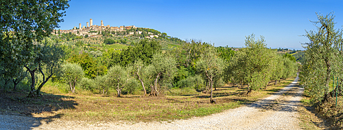 View of olive groves and San Gimignano, San Gimignano, Province of Siena, Tuscany, Italy, Europe