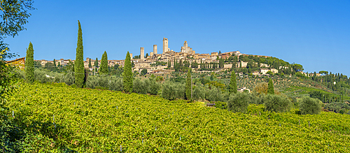 View of vineyards and San Gimignano, San Gimignano, Province of Siena, Tuscany, Italy, Europe