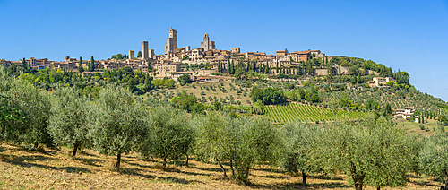 View of olive trees and San Gimignano, San Gimignano, Province of Siena, Tuscany, Italy, Europe