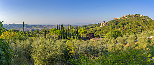 View of cypress trees and medieval hilltop town of Montepulciano, Montepulciano, Province of Siena, Tuscany, Italy, Europe