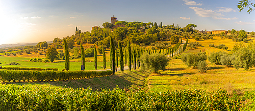 View of winding road and cypress trees leading to Palazzo Massaini, near Pienza, Tuscany, Italy, Europe