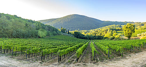 View of hills and vineyards, Montepulciano, Province of Siena, Tuscany, Italy, Europe