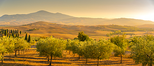 View of golden Tuscan landscape near Pienza, Pienza, Province of Siena, Tuscany, Italy, Europe