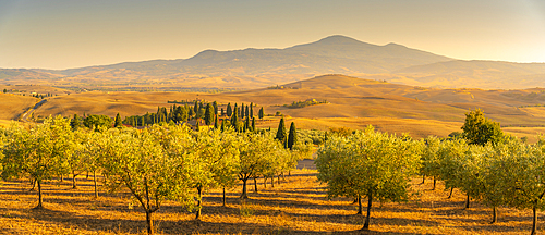 View of golden Tuscan landscape near Pienza, Pienza, Province of Siena, Tuscany, Italy, Europe