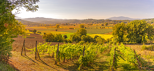 View of vineyard and countryside near Monterchi, Province of Arezzo, Tuscany, Italy, Europe