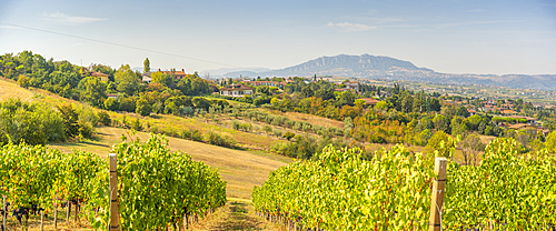 View of vineyard near Torraccia and San Marino in background, San Marino, Italy, Europe