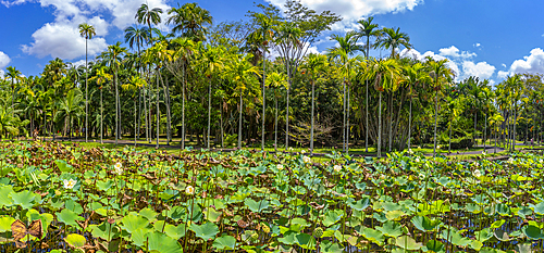 View of Sir Seewoosagur Ramgoolam Botanical Garden, Mauritius, Indian Ocean, Africa