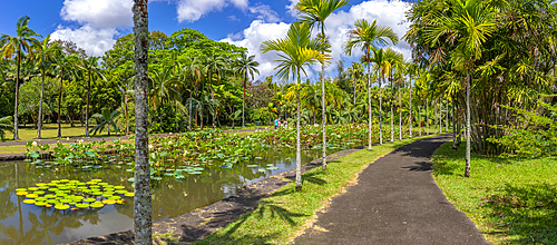 View of Sir Seewoosagur Ramgoolam Botanical Garden, Mauritius, Indian Ocean, Africa