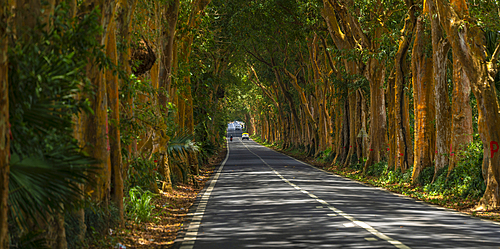 View of tree lined road near Sir Seewoosagur Ramgoolam Botanical Garden, Mauritius, Indian Ocean, Africa