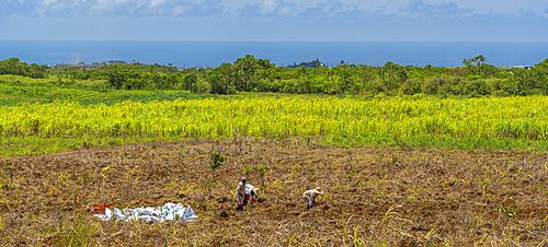 View of field workers and landscape near Bois Cheri, Savanne District, Mauritius, Indian Ocean, Africa