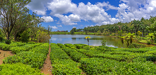 View of exterior of Bois Cheri Tea Estate, Savanne District, Mauritius, Indian Ocean, Africa