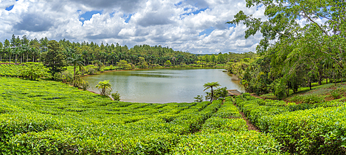 View of exterior of Bois Cheri Tea Estate, Savanne District, Mauritius, Indian Ocean, Africa