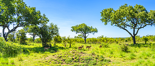 View of young Kudus on game drive in Kruger National Park, South Africa, Africa