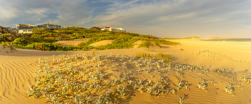 View of sand dunes and beach, Cape St. Francis, Eastern Cape Province, South Africa, Africa