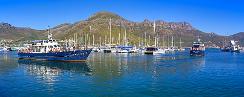 View of glass bottom boat leaving Hout Bay Harbour, Hout Bay, Cape Town, Western Cape, South Africa, Africa