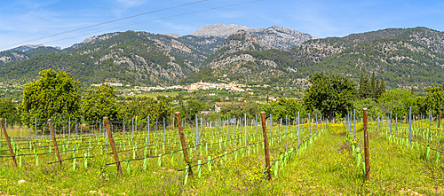 View of hilltop town of Caimari and vineyard, Majorca, Balearic Islands, Spain, Mediterranean, Europe