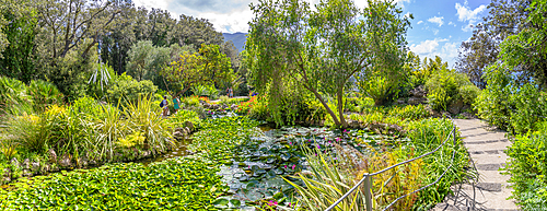 View of tropical flora in Giardini la Mortella Botanical Gardens, Forio, Island of Ischia, Campania, Italy, Europe