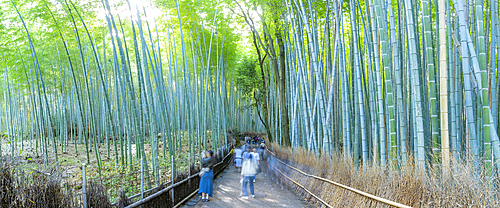 View of Bamboo walkway, Sagatenryuji Tateishicho, Ukyo Ward, Kyoto, Honshu, Japan